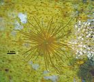 Giraudia sphacelarioides2